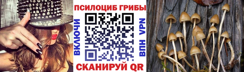 Псилоцибиновые грибы ЛСД купить сайты дарк нет какой сайт Малая Вишера